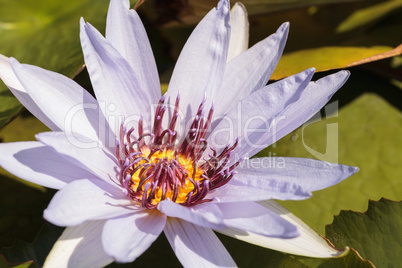 Blue Star Water lily Nymphaea nouchali blossoms