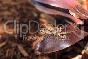 Brown anole lizard Anolis sagrei with spots climbs on a bromelia