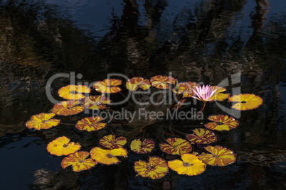 Blue Star Water lily Nymphaea nouchali blossoms