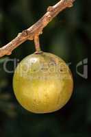 Fruit on Calabash tree Crescentia cujete