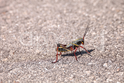 Juvenile Brown and yellow Eastern lubber grasshopper Romalea mic