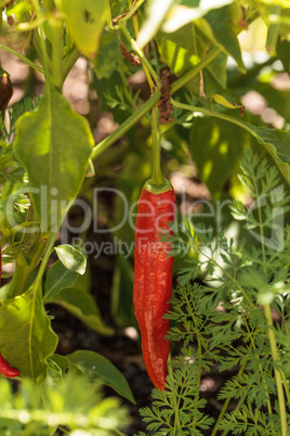 Cheyenne pepper hybrid in an organic vegetable garden