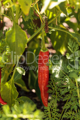 Cheyenne pepper hybrid in an organic vegetable garden