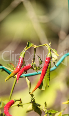 Cheyenne pepper hybrid in an organic vegetable garden