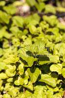 Chocolate mint herb Mentha x piperita ?Chocolate? grows in a