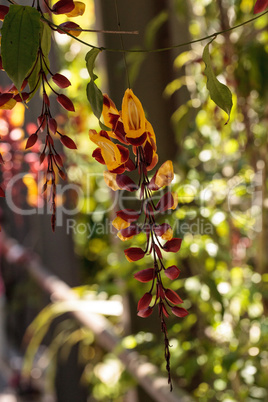 Yellow and red clock vine Thenbergia mysorensis flowers