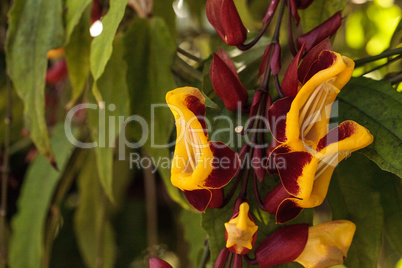 Yellow and red clock vine Thenbergia mysorensis flowers