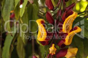 Yellow and red clock vine Thenbergia mysorensis flowers