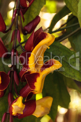 Yellow and red clock vine Thenbergia mysorensis flowers