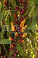 Yellow and red clock vine Thenbergia mysorensis flowers