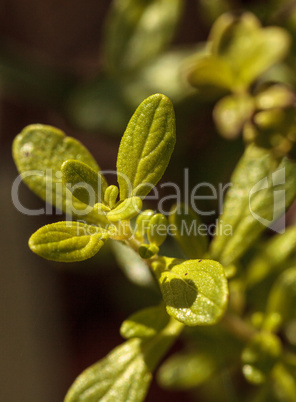 Costa Rican Bush Mint Satureja vimgrows in an organic herb garde