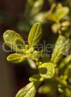 Costa Rican Bush Mint Satureja vimgrows in an organic herb garde
