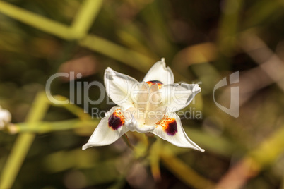 Fortnight lily also called White iris flower Dietes bicolor