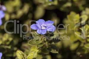 Blue dwarf morning glory Evolvulus flower
