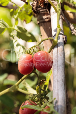 Katana tomato Lycopersicon lycopersicum grows