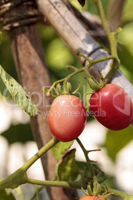 Katana tomato Lycopersicon lycopersicum grows