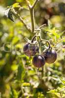 Cherry tomatoes called kissed by a smurf for being purple tomato