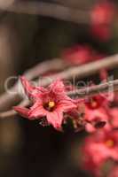 Kurrajong hybrid pink flower Brachychiton discolor x bidwillii