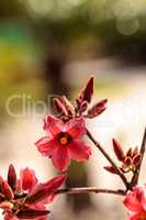 Kurrajong hybrid pink flower Brachychiton discolor x bidwillii
