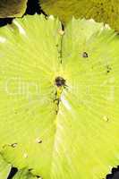 Texture green Water lily background with veins