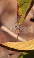 Orange Adult milkweed assassin bug, Zelus longipes Linnaeus