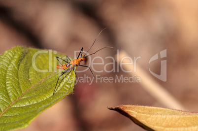 Orange Adult milkweed assassin bug, Zelus longipes Linnaeus