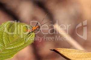 Orange Adult milkweed assassin bug, Zelus longipes Linnaeus