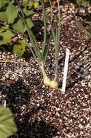 Onions grow in an organic vegetable garden