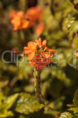 Orange Firecracker flower Crossandra infundibuliformis