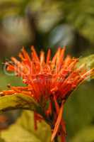 Orange Mexican honeysuckle Justicia sidicaro flower