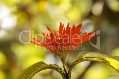 Orange Mexican honeysuckle Justicia sidicaro flower