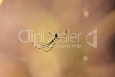 Orchard Orb-weaver spider Leucauge venusta