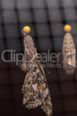 Painted lady butterfly, Vanessa cardui emerges from a chrysalis