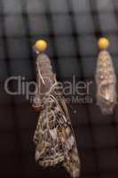 Painted lady butterfly, Vanessa cardui emerges from a chrysalis