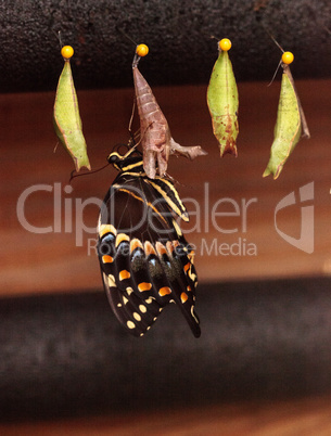 Palamedes swallowtail butterfly, Papilio palamedes