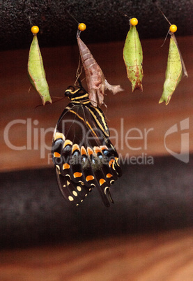 Palamedes swallowtail butterfly, Papilio palamedes