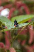 Black and orange red Atala butterfly called Eumaeus atala perche
