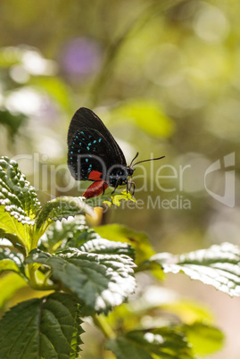 Black and orange red Atala butterfly called Eumaeus atala perche