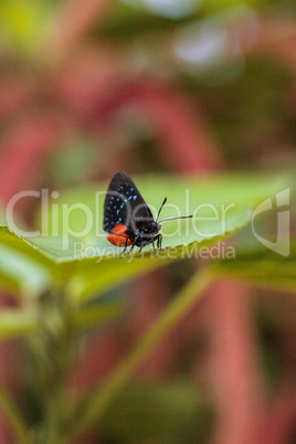 Black and orange red Atala butterfly called Eumaeus atala perche