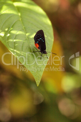 Black and orange red Atala butterfly called Eumaeus atala perche