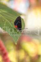 Black and orange red Atala butterfly called Eumaeus atala perche