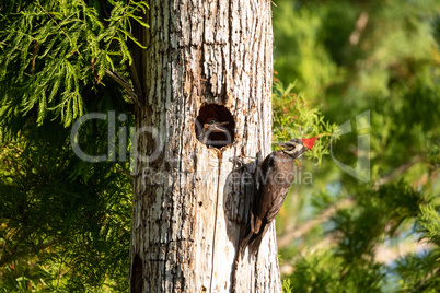 Adult pileated woodpecker bird Dryocopus pileatus feeds baby chi