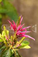 Pink bee balm spikey flower Monarda didyma