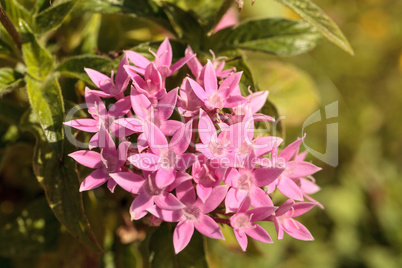 Graffiti Pink Star Flower Pentas lanceolata blooms