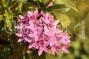 Graffiti Pink Star Flower Pentas lanceolata blooms