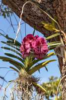 Pink aranda orchid hanging from a tree