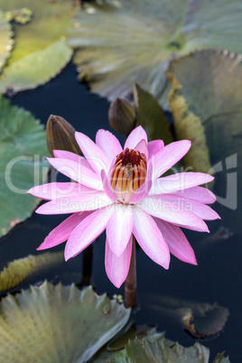 Pink water lily Nymphaea blooms