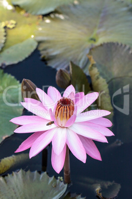 Pink water lily Nymphaea blooms