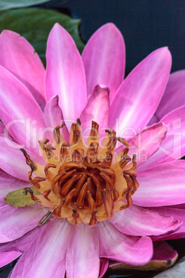 Pink water lily Nymphaea blooms