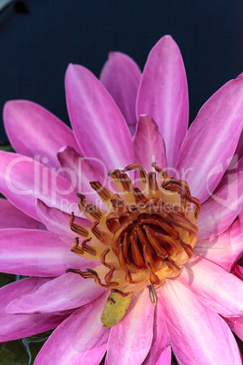 Pink water lily Nymphaea blooms